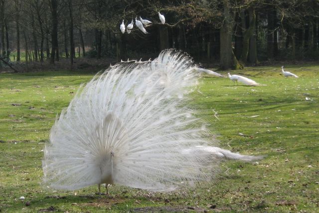 witte pauwen 01